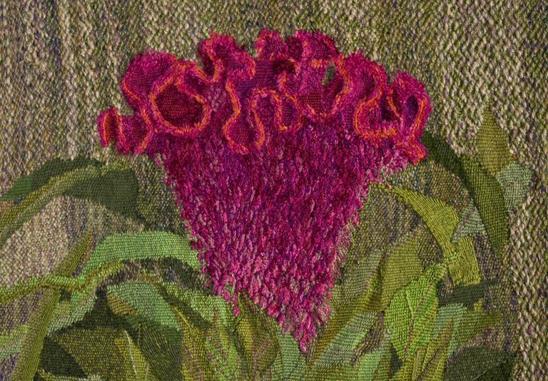 Celosia cristata; Susan Vida Judah