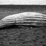Beached Whale, Nfld by Thaddeus Holownia