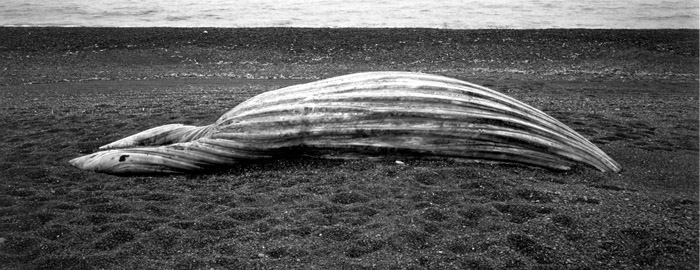 Beached Whale, Nfld by Thaddeus Holownia